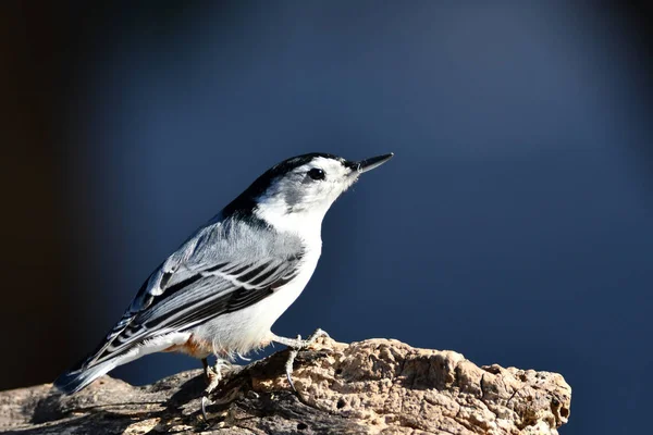 Oiseau Bruyère Poitrine Blanche — Photo