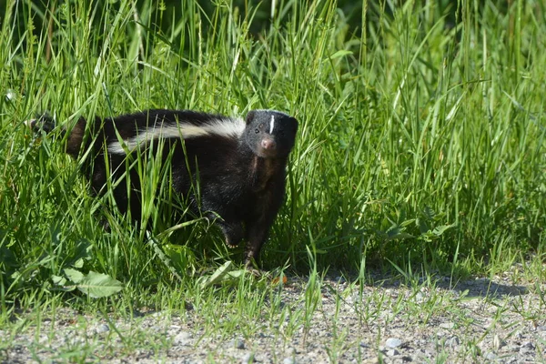 Skunk Promenader Längs Sidan Landsväg — Stockfoto