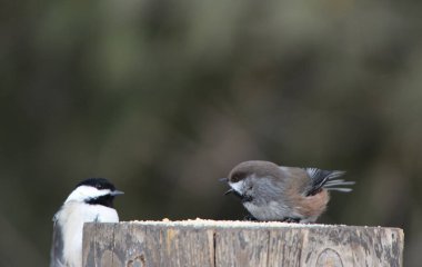 Boreal Chickadee ve Black Capped piliçleri kuş yemi için kavga ediyorlar.