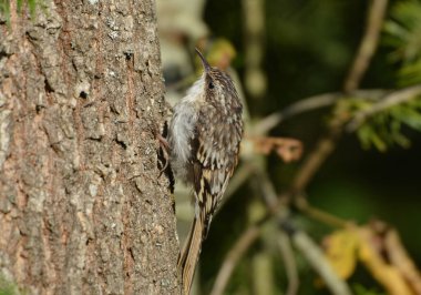Kahverengi sarmaşık kuşu ağacın kenarına tırmanıyor.