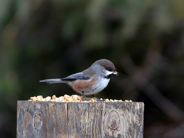 Sıkıcı Chickadee bir çit direğine tünemiş tohum yiyordu.