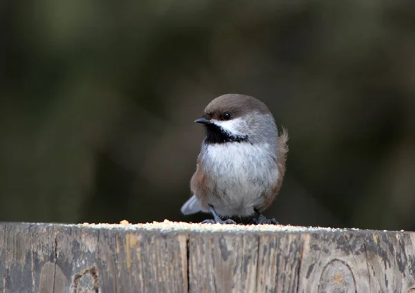 Mésange Boréale Perchée Sur Poteau Clôture Mangeant Des Graines — Photo