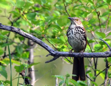 Kahverengi Thrasher kuşu ormana tünedi.