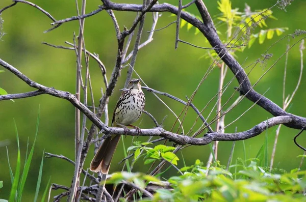 Pájaro Thrasher Marrón Posado Bosque — Foto de Stock