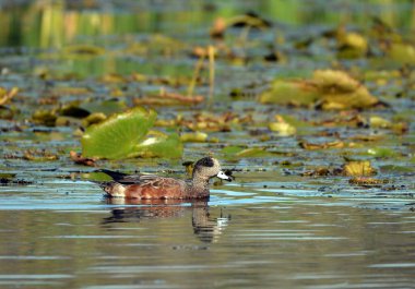 Erkek Amerikan Wigeon Duck Bataklıkta