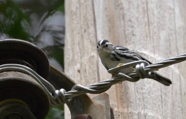Siyah ve Beyaz Warbler kuşu