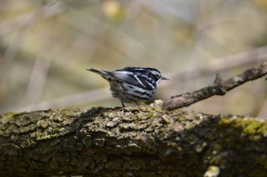 Siyah ve Beyaz Warbler kuşu
