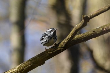 Siyah ve Beyaz Warbler kuşu