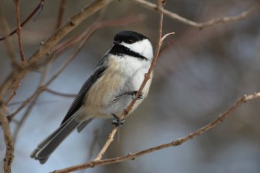 Siyah Başlıklı Tavuk Kuşu