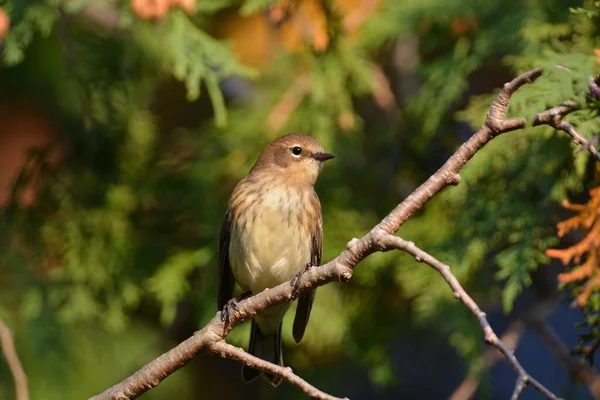 Bay Breasted Warbler Bird Hembra — Foto de Stock