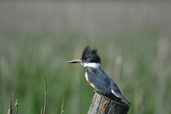 Femelle Kingfisher Ceinture Perché Sur Poteau — Photo