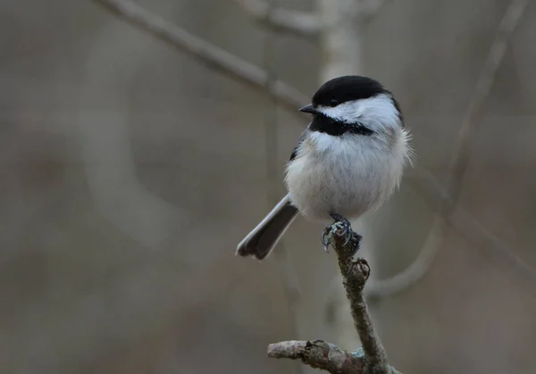 Oiseau Mésange Capuchon Noir — Photo