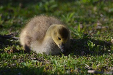 Yavru Kanada kazı ot yiyor