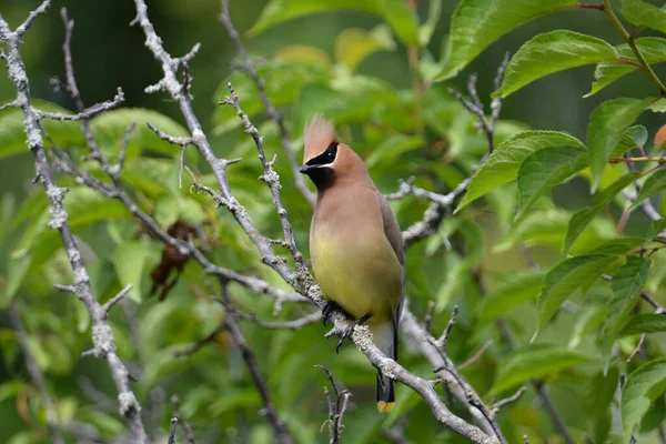 Colorido Pájaro Encerador Cedro — Foto de Stock