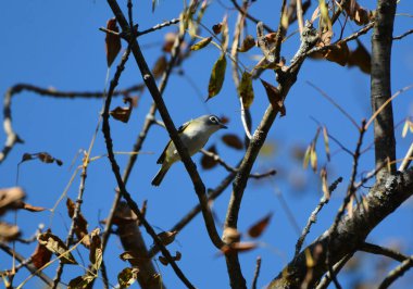 Mavi Kafalı Vireo kuşu ağaçta tünedi
