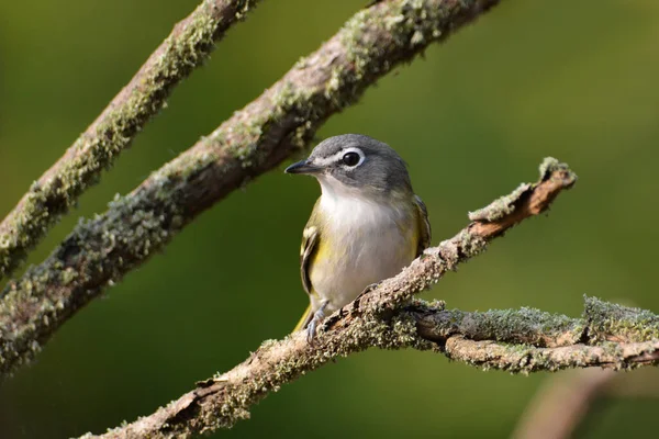 Mavi Kafalı Vireo Kuşu Ağaçta Tünedi — Stok fotoğraf