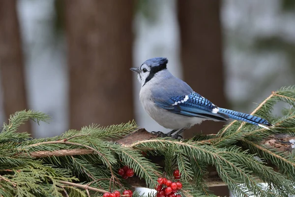 Blue Jay bird perched in a tree