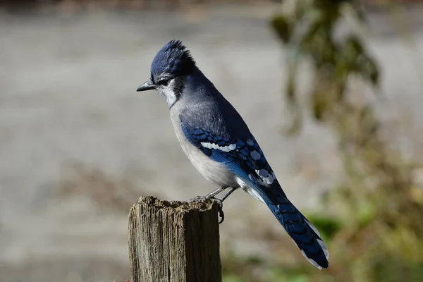 Blue Jay Pájaro Encaramado Poste Valla — Foto de Stock