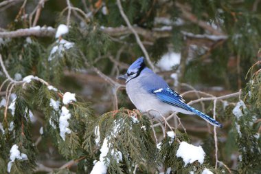 Mavi Jay kuşu karla kaplı sedir ağacına tünemiş.