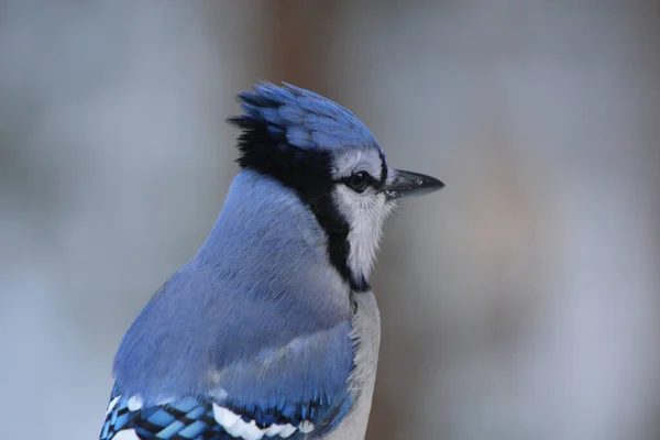 Retrato Pájaro Azul Jay — Foto de Stock