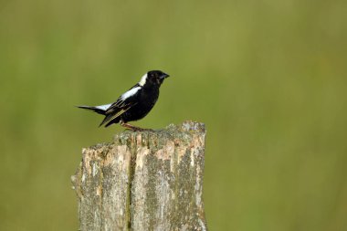 Renkli erkek Bobolink kuşu 