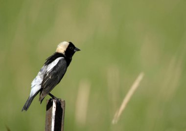 Renkli erkek Bobolink kuşu 