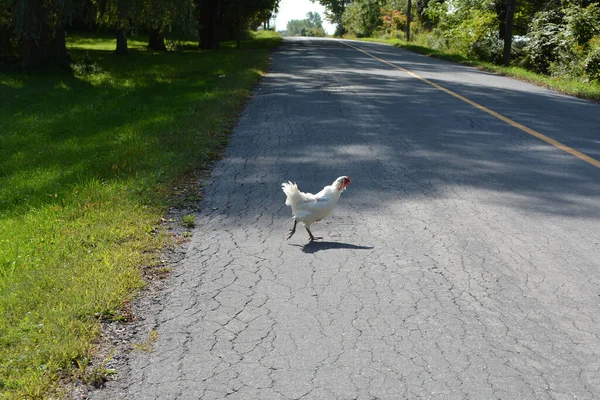 Chicken crossing the road Stock Photos, Royalty Free Chicken crossing