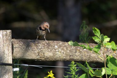 Feale Common Titrek ağaçkakanı