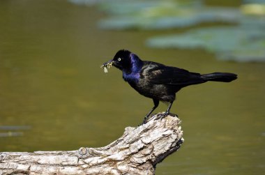 Common Grackle with a beak full of bugs clipart