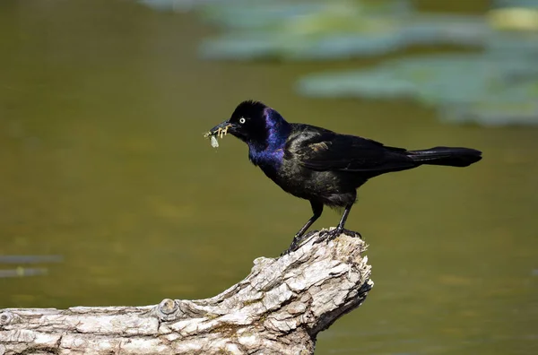 Közönséges Grackle Egy Csőr Tele Bogarak — Stock Fotó