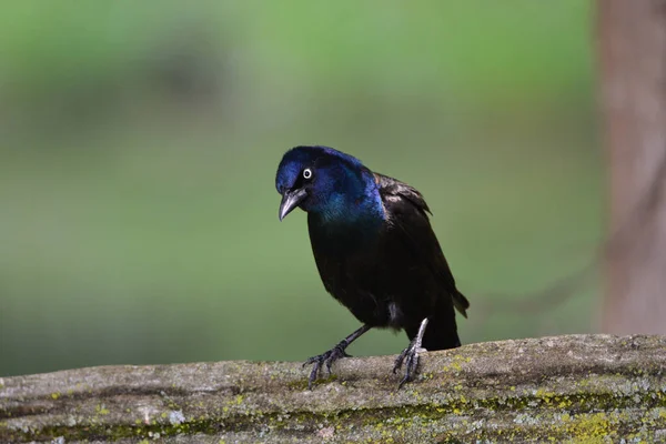 Yaygın Grackle bir çite tünemiş