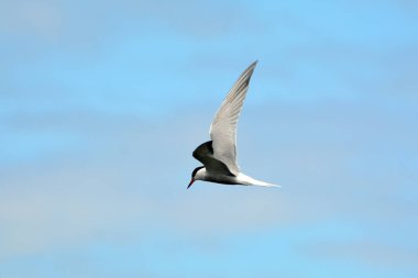 Uçan yaygın Tern kuşu