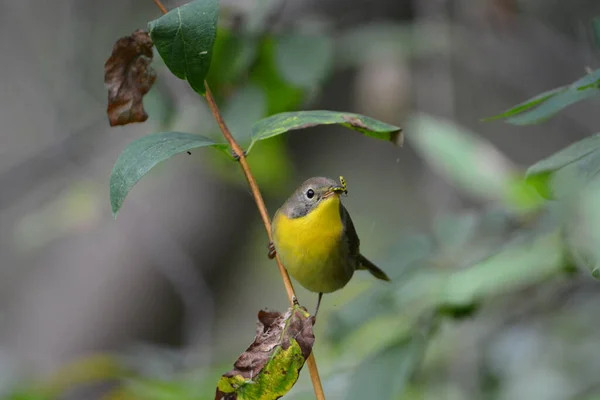Genel Sarı Boğaz Bülbülü