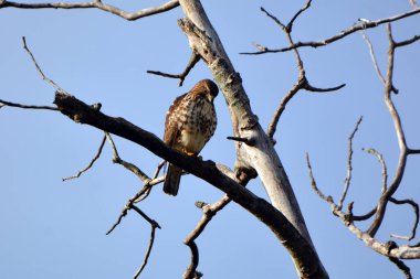Cooper 's Hawk ağaçta tünemiş