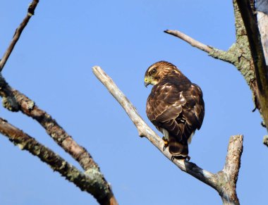 Cooper 's Hawk ağaçta tünemiş