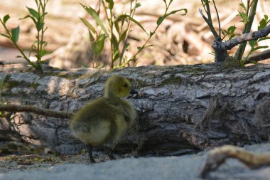 Bebek Kanada Kaz civcivi 