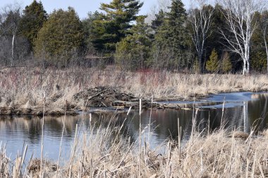 Kunduzlar lanetlenir