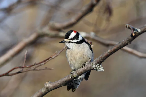 Pájaro Carpintero Árbol — Foto de Stock