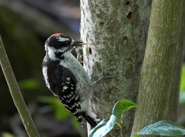 Ağaçta solucanı yiyen ağaçkakan.
