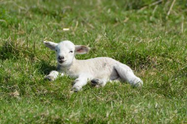 Bir sineğin rahatsız ettiği otlakta uyuyan sevimli kuzucuk.