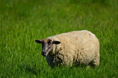 Sheep in spring pasture clipart