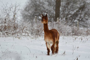 Karla kaplı bir tarlada Alpaca