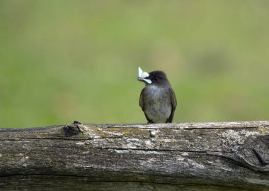 Doğu Phoebe kuşu sedir çitinde