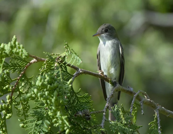 Doğu Ormanı Peewee kuşu