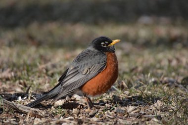 Amerikalı Robin, kapat.