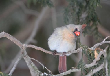 Dişi Kuzey Kardinal Kuşu