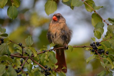Dişi Kuzey Kardinal Kuşu