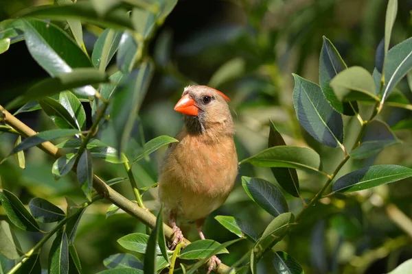 Female Northern Cardinal bird