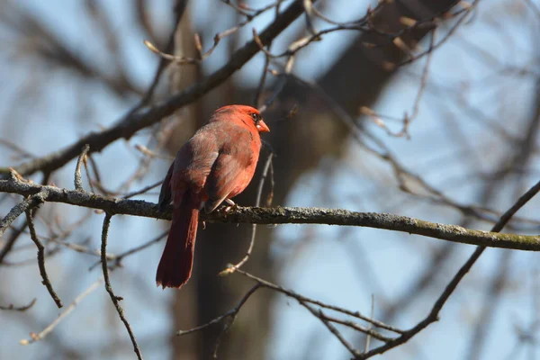 Male Northern Cardinal bird