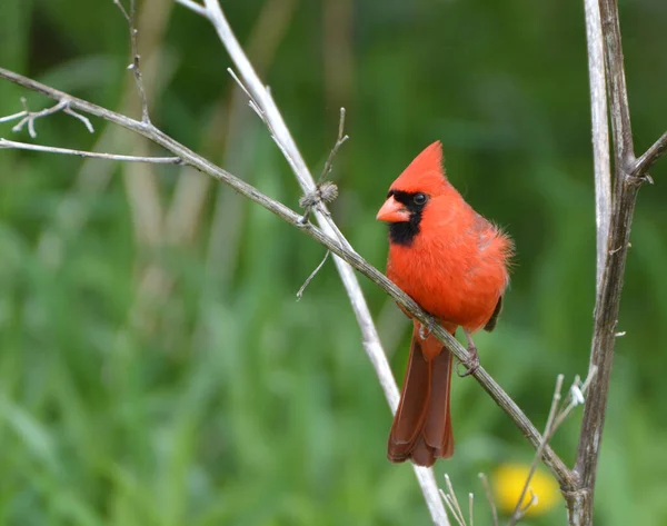 Male Northern Cardinal bird